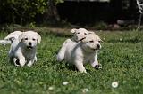 LABRADOR 1063